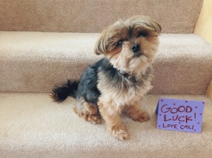 (Someone needs a hair cut!)