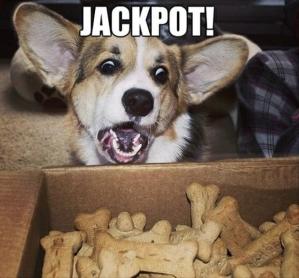 dog-finds-treats-funny-dogs