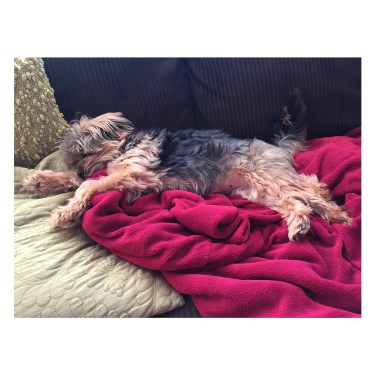 And while I type, Cali sleeps on MY new heated blanket. She thinks this is the best Christmas present her mom has ever gotten! Ha!