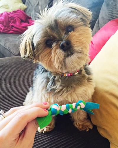 Cali's friends Mallory and Chloe even made sure she had some goodies from the party - a new collar (made from pipe cleaners HA!) and a felt chew toy. :) She felt loved.